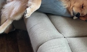 Sleepy Golden Flops Off Couch