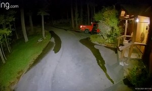 Bear Breaking Into Truck in Tahoe