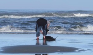 Woman Rescues Baby Dolphin