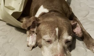 Guilty Little Pup Stuck in Garbage Lid