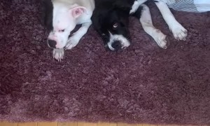 Pillow Explosion Pup Suspects