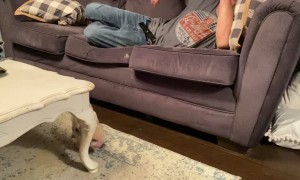 Persistent Piglet Prefers the Sofa