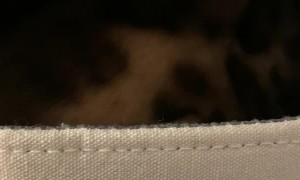 Stealthy Cat Hides in Box