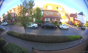 Swan Crashes Into Roof