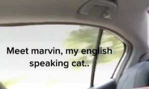 'Talking' Cat Doesn't Want to Go to the Vet