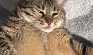 Sefa the Chonky Cat Loves to Sunbathe