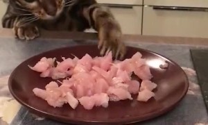 Kitty Stealing Some Dinner Sends Plate Flying