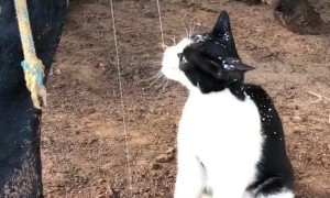 Cat Drinks Milk Straight From the Udder