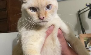 'Barking' Cat Hates Being Picked Up