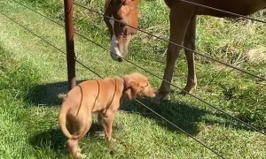 Puppy and Colt Are Best of Friends