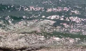 Monk Seal Interrupts Game of Fetch