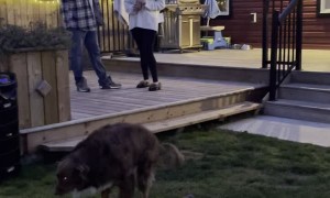 Marriage Proposal Interrupted by Doggy’s Bathroom Break