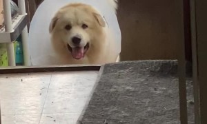Cone Can’t Stop Doggy From Squeezing Through Gate