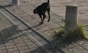 Energetic Doggy Burns Energy With Dog Parkour