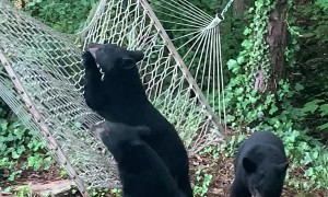 Hammock Confuses Curious Bear Cubs