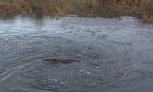 Log Warped by Whirlpool