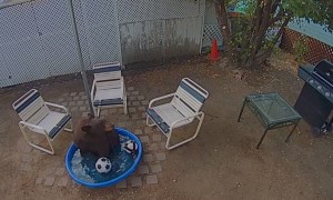 Bear Takes Pool Break in Backyard