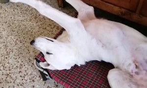 Puppy Has Derpy Sleeping Position