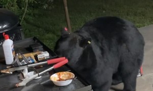 Bear Enjoys Some BBQ