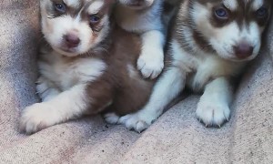 Husky Puppies Play on Hammock