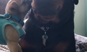 Puppy Chomps on Big Sisters Jowls