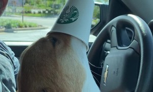 Corgi Can’t Get Enough of His Pup Cup