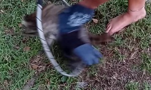 Adolescent Raccoon Rescued From Plastic Litter Trap