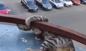 Playful Cat Nearly Falls From Balcony
