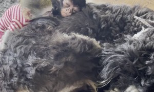 Sleepy Spider Monkeys Nap With Dog