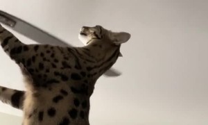 Exotic Cat Lets Fan Blades Bonk its Head