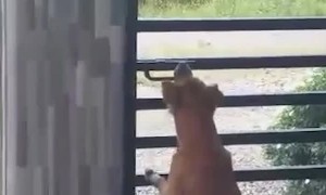 Determined Dog Frees Friends