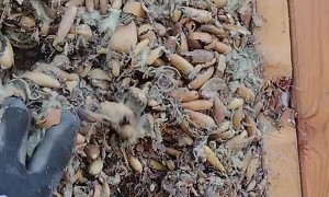 Remodel Reveals Woodpecker Stash Pile