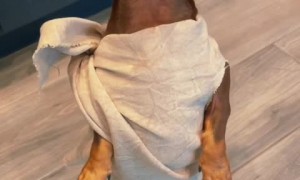 Pup pulls off flawless impression of Dobby from 'Harry Potter'