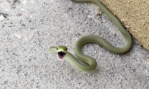 Small Spicy Noodle Shows its Mouth