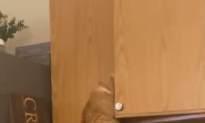 Cat That Wants More Treats Doesn't Let Cupboard Stop Him