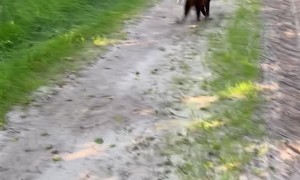 Playful Alpacas Get Tripped Up