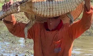 Uncle Jumps and Captures Baby Alligator Then Releases it