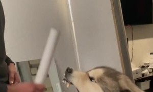 Malamute Growls at Man and Brush