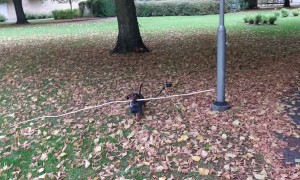 Mini Dachshund Fetches Huge Stick