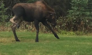 Baby Moose Testing Mama Moose in Yard