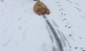 Silly Goldendoodle Becomes Adorable Snow Shovel