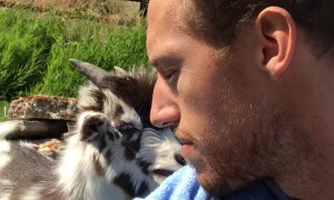 Heated Adorable Argument with Baby Goat