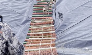 Deer Saved from Slippery Pit