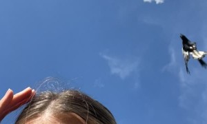 Magpie Swoops Runner