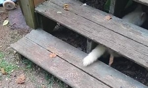 Rare Albino Raccoon Runs Away With Bowl