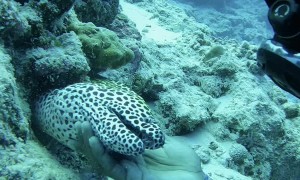 Eel Greets Diver in Maldives