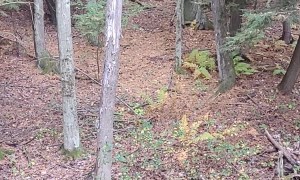 Bear Climbs Up Tree Stand