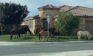 Wild Horses Out Grazing in Front Yard