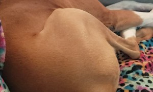 Boxer Snores Shake Jowls