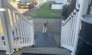 Boxer Leaps Up Steps in Slo-Mo